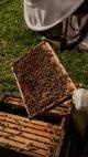 Beehives at One Colorado